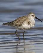 Curlew Sandpiper