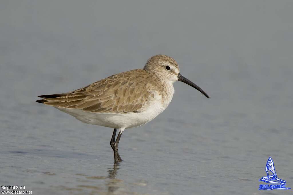 Curlew Sandpiperadult post breeding, identification, Behaviour