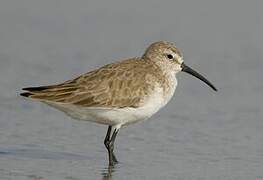 Curlew Sandpiper