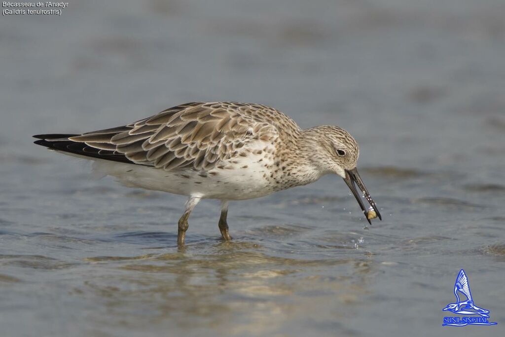 Great Knot