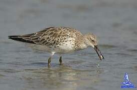 Great Knot