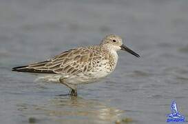 Great Knot