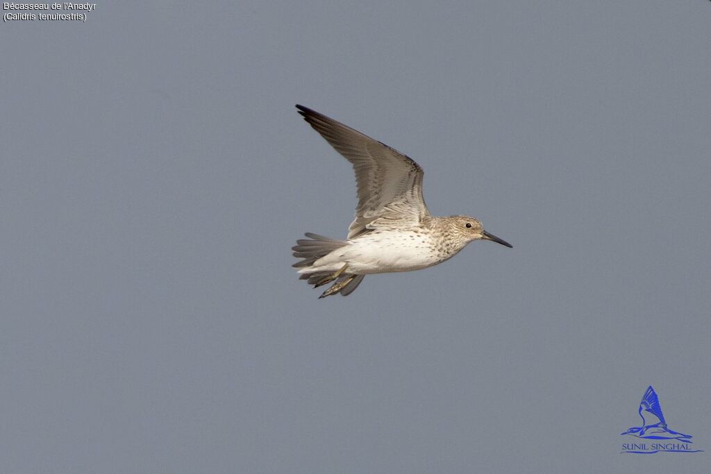 Great Knot