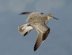 Great Knot