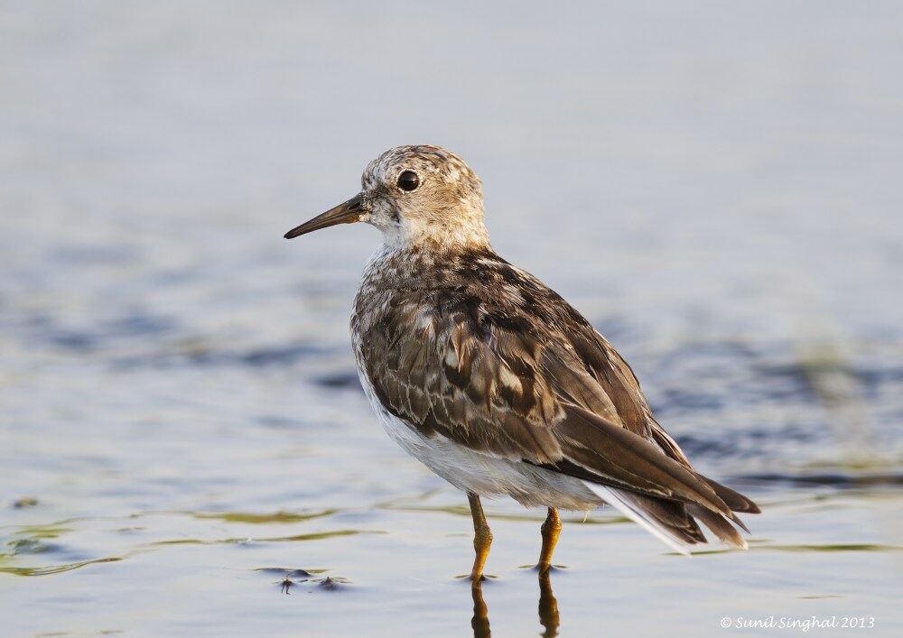 Temminck's Stintadult, identification