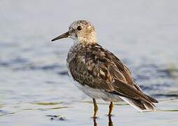 Temminck's Stint