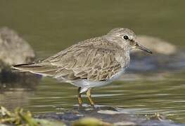 Temminck's Stint