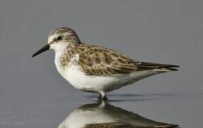 Little Stint