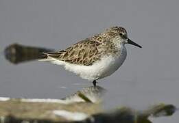 Little Stint