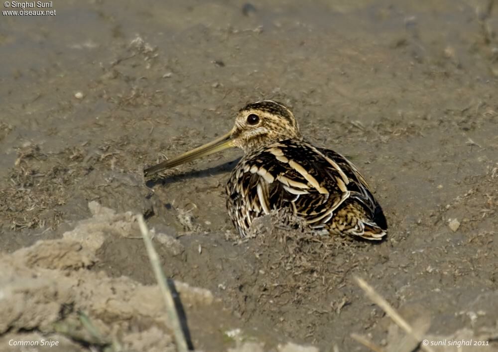 Common Snipeadult, identification