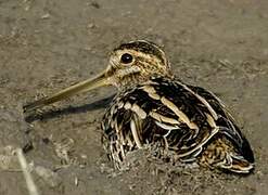 Common Snipe