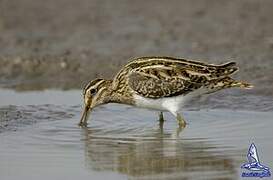 Common Snipe