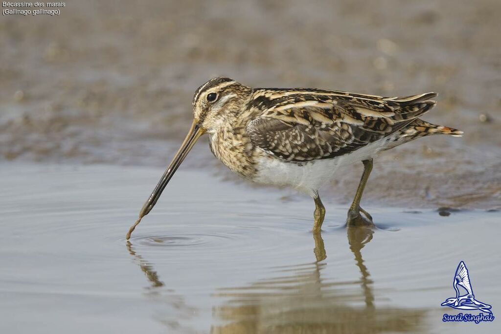 Common Snipe, identification, close-up portrait, eats, Behaviour