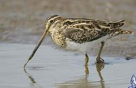Common Snipe