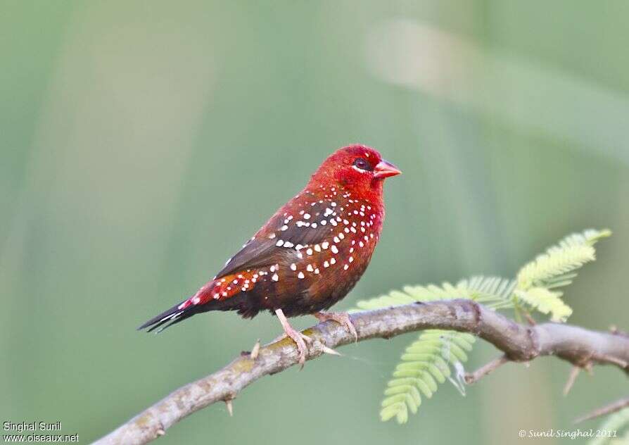 Bengali rouge mâle adulte, identification