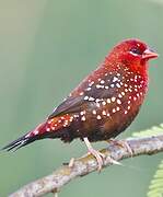 Red Avadavat