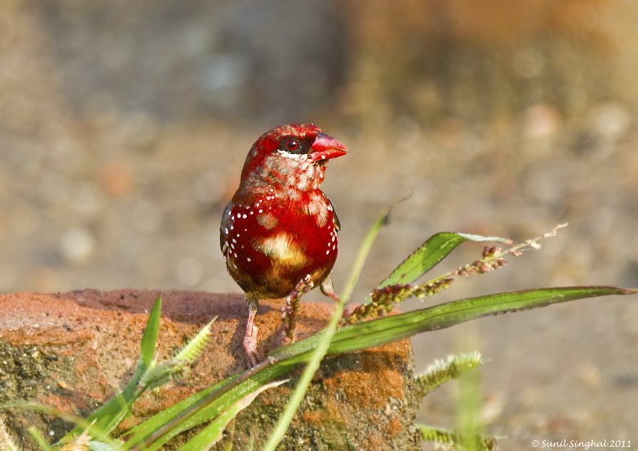 Red Avadavat