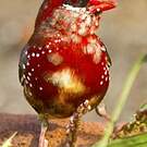 Bengali rouge