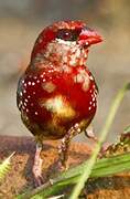 Red Avadavat