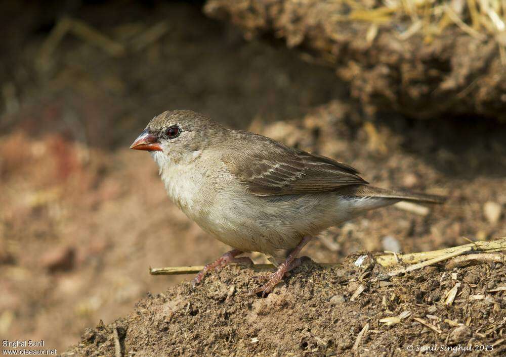 Red Avadavatjuvenile, identification