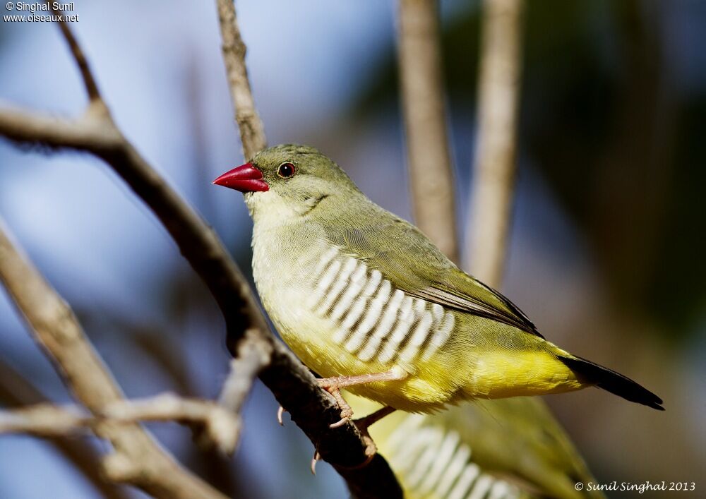 Bengali vertadulte, identification