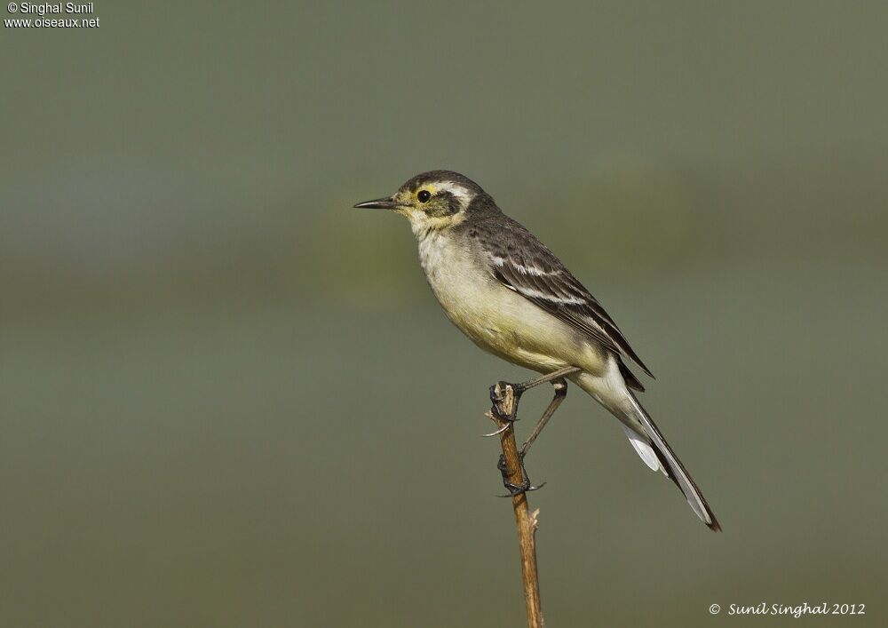 Citrine Wagtail, identification