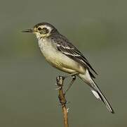 Citrine Wagtail