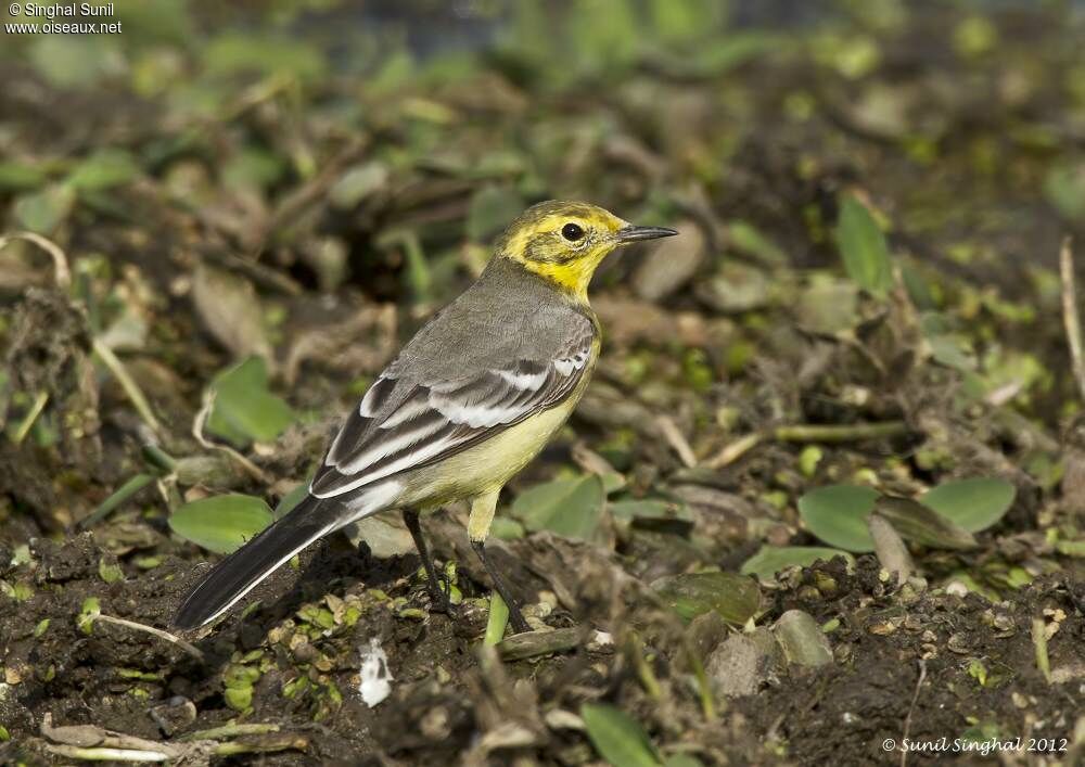 Citrine Wagtailadult, identification