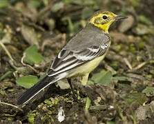 Citrine Wagtail