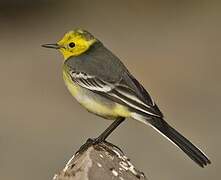 Citrine Wagtail