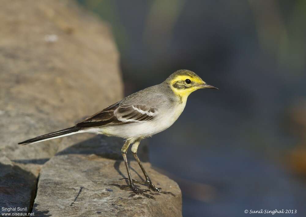 Citrine Wagtail female adult breeding, identification