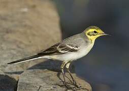 Citrine Wagtail