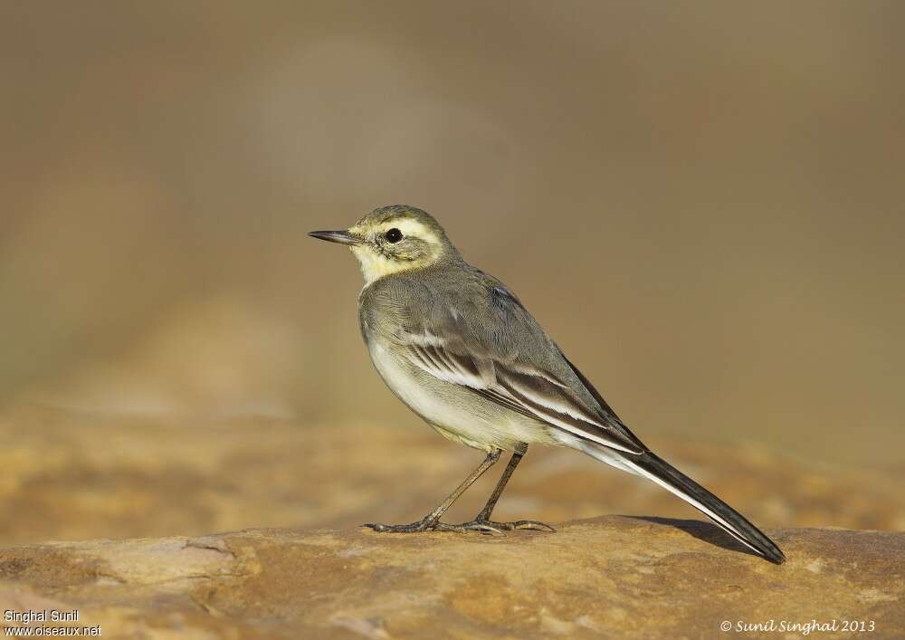 Citrine Wagtail female adult breeding, identification