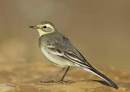 Citrine Wagtail