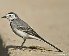 White Wagtail