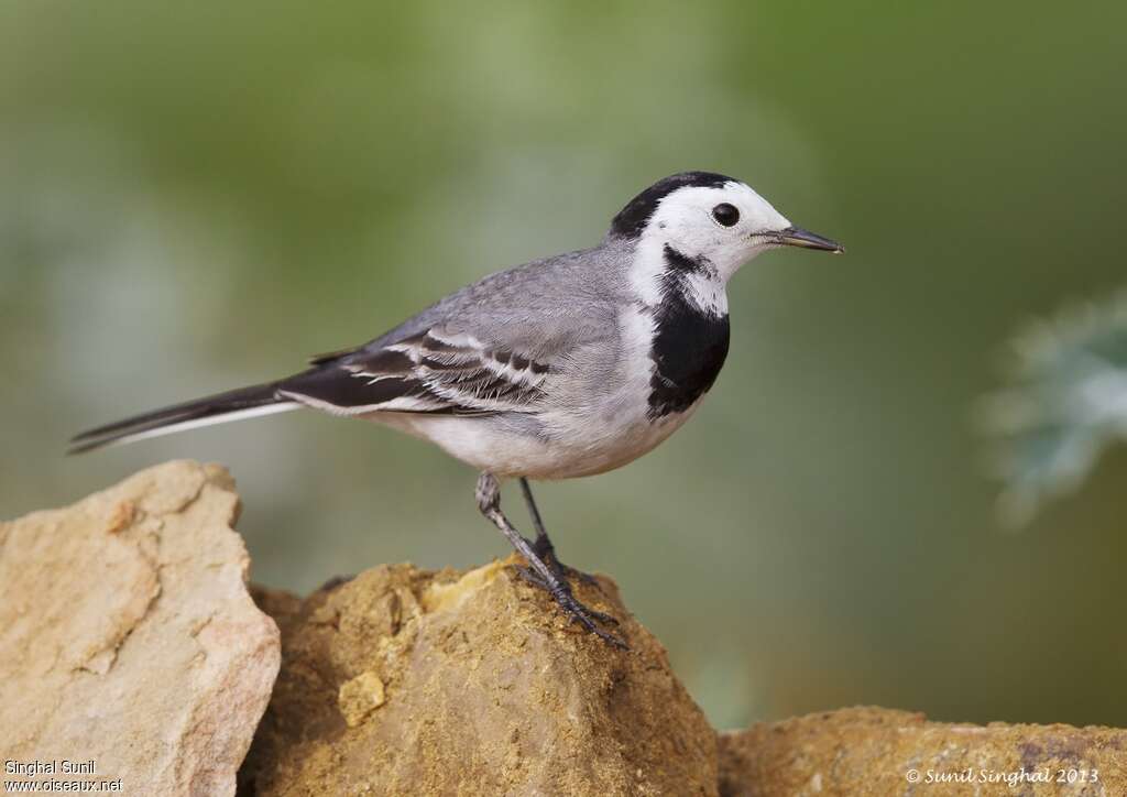 White Wagtailadult, identification