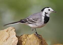 White Wagtail