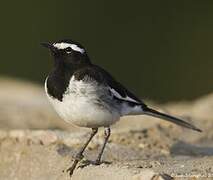 White-browed Wagtail