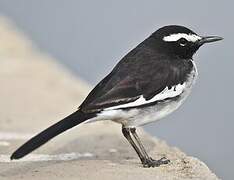 White-browed Wagtail