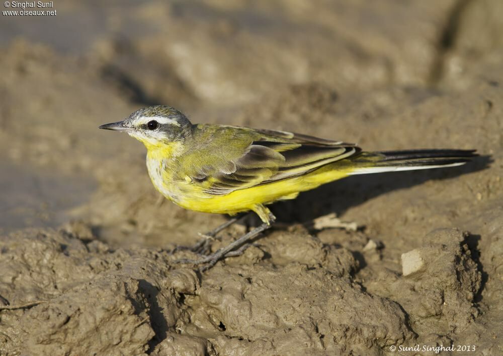 Western Yellow Wagtail