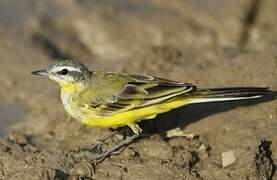 Western Yellow Wagtail