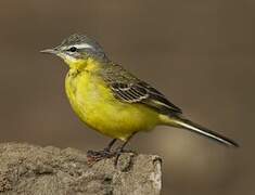 Western Yellow Wagtail