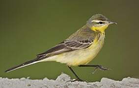 Western Yellow Wagtail