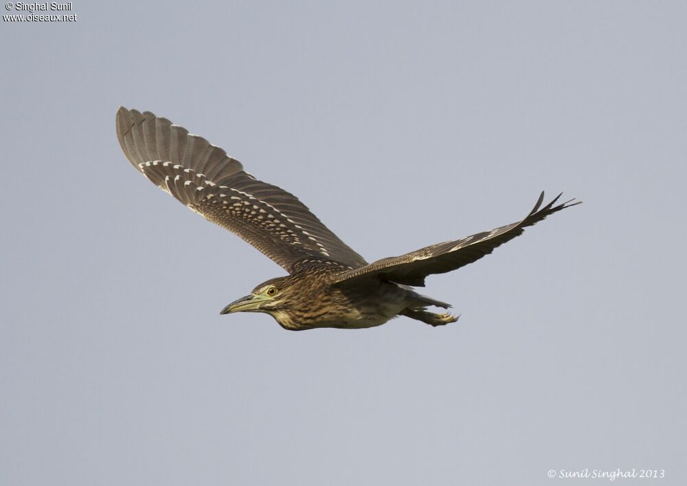 Black-crowned Night Heronjuvenile, Flight