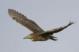 Black-crowned Night Heron