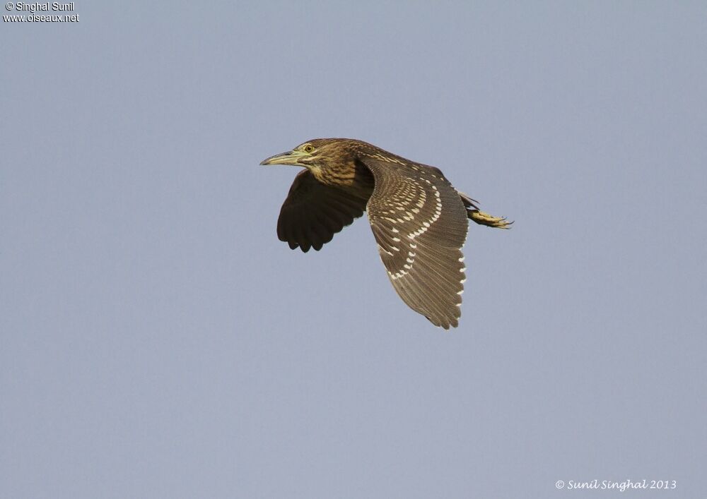 Black-crowned Night Heronjuvenile, Flight