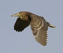 Black-crowned Night Heron