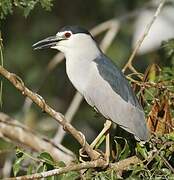 Black-crowned Night Heron