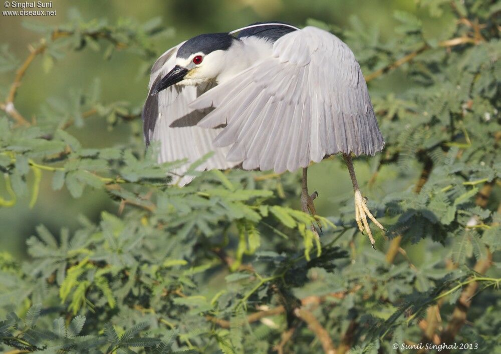 Black-crowned Night Heronadult, Flight