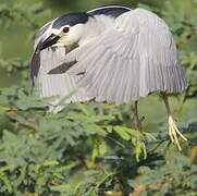 Black-crowned Night Heron